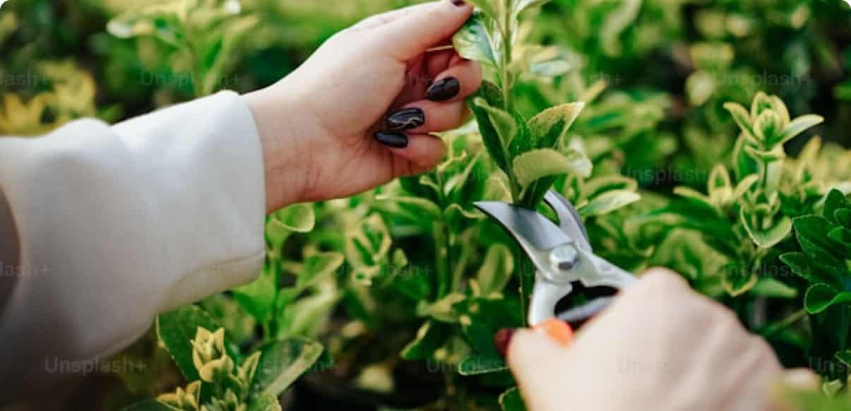FP Básica en Zaragoza Estudia FP Básica en Aprovechamientos Forestales en Colegio San Gabriel Zuera