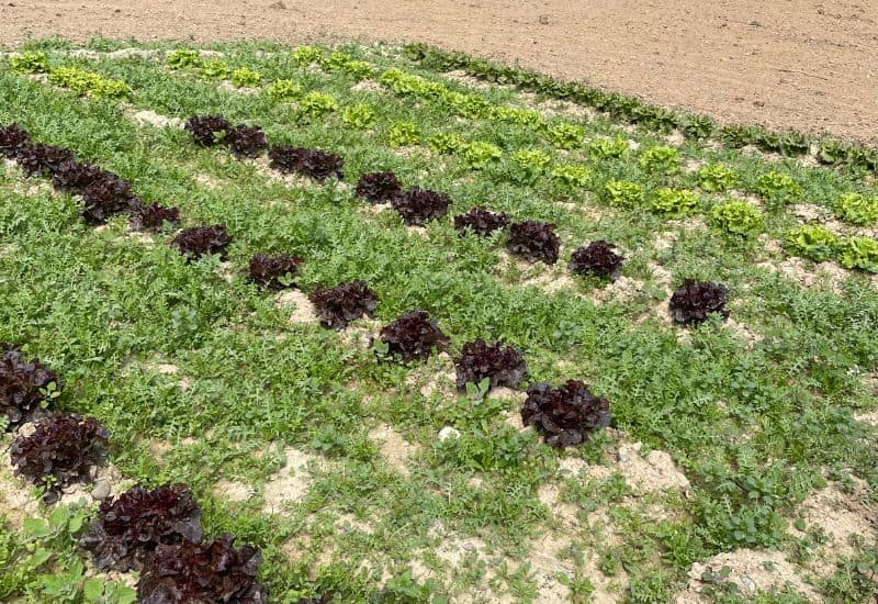 especies vegetales cultivadas por los alumnos en el invernadero del Colegio San Gabriel de Zuera.